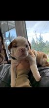 Old English Bulldog Puppies. Image eClassifieds4u 2