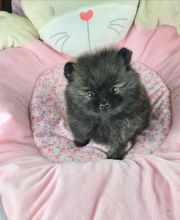 pomeranian Puppies Image eClassifieds4u 3