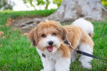 Pure breed havanese puppys with champion blood lines (angelaroberta331@gmail.com) Image eClassifieds4u 1