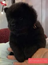 Purebred Chow Chow Pups now ready! Image eClassifieds4u 3