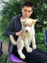 Siberian husky puppies (ready now ) [ luckpeter90@gmail.com] Image eClassifieds4U