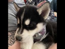 Husky Puppy for sale. Image eClassifieds4u 2