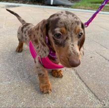 Beautiful dachshund puppies Vaccinated & Microchipped. Image eClassifieds4u 1