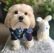 Super sweet companion Shih Tzu puppies now ready for approved homes. Image eClassifieds4u 1