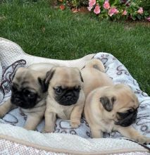 Adorable Pug Puppies Image eClassifieds4u 2