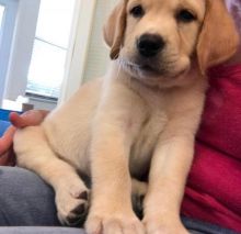 Purebred Golden Retriever Puppies for new home. Image eClassifieds4u 3