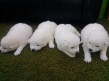Pure Samoyed puppies for sale. Image eClassifieds4u 2