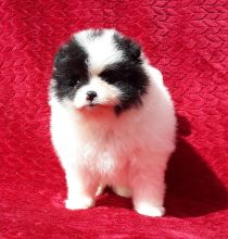 White pomeranian Puppies Image eClassifieds4u 2