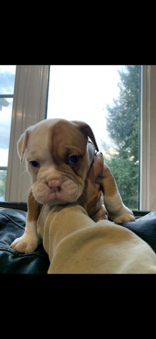 Old English Bulldog Puppies. Image eClassifieds4u