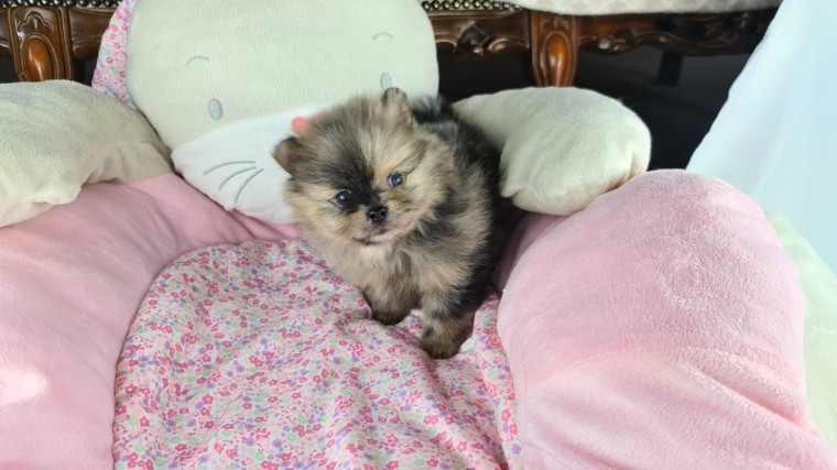 pomeranian Puppies Image eClassifieds4u