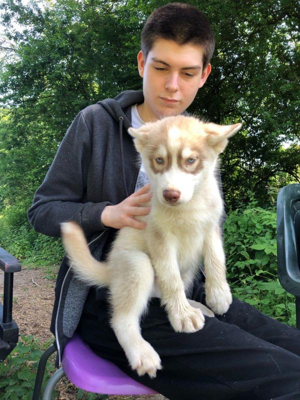 Siberian husky puppies (ready now ) [ luckpeter90@gmail.com] Image eClassifieds4u
