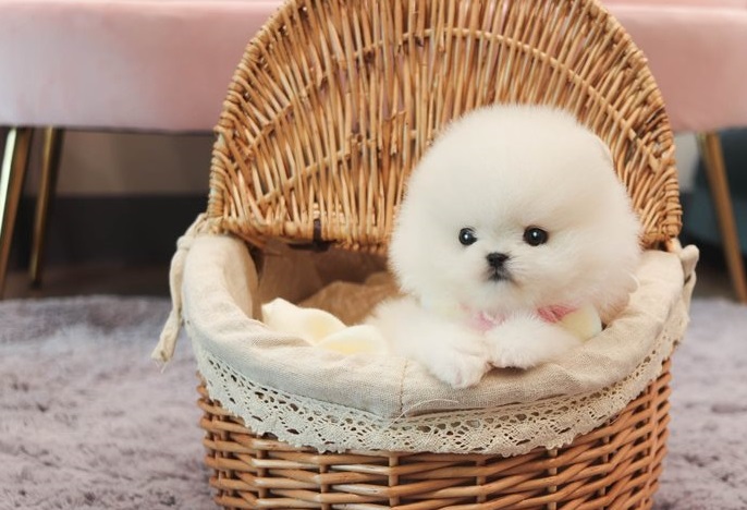 Socialized pomeranian Puppies Image eClassifieds4u