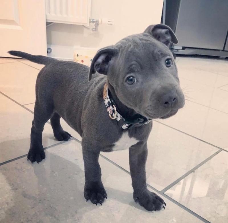 Staffordshire Bull Terrier Puppies ready to go. Image eClassifieds4u