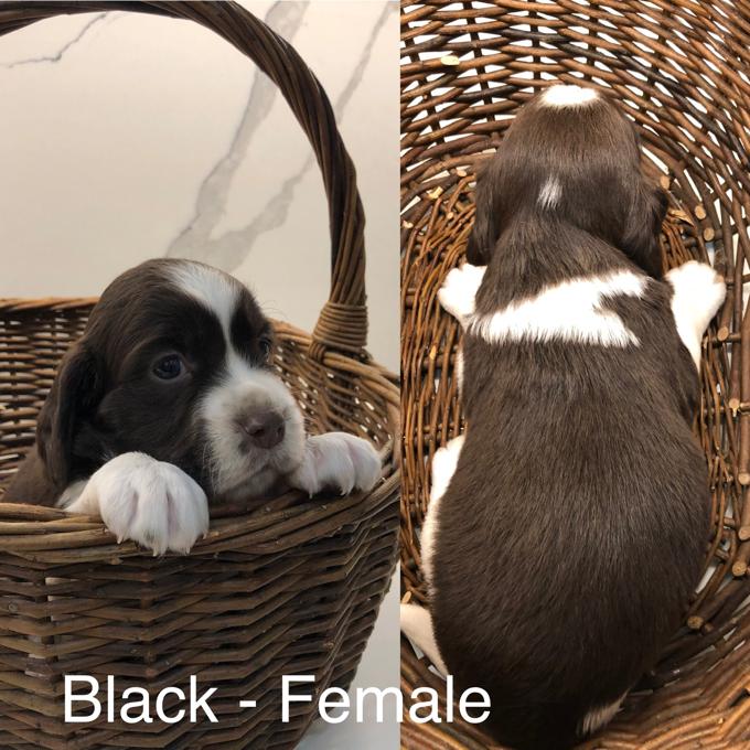 English Springer Spaniels Puppies needing a new home. Image eClassifieds4u