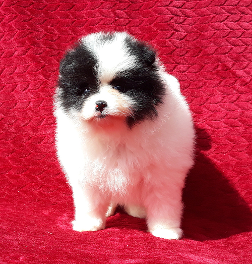 White pomeranian Puppies Image eClassifieds4u