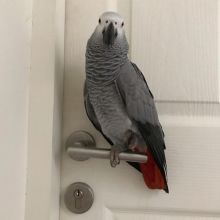 African Grey parrots for adoption (ceva41016@gmail.com)