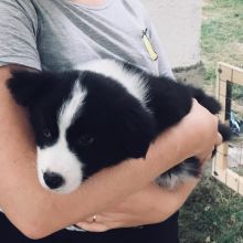 Beautiful Boys And Girls Border collie puppies for adoption