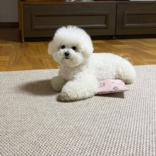 Bichon Frise Puppies For Adoption