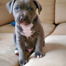 Cute Lovely Blue Nose Pitbull Puppies Male and Female✿✿