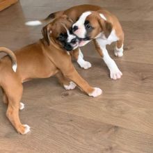 Stunning Kc Registered Boxer Puppies
