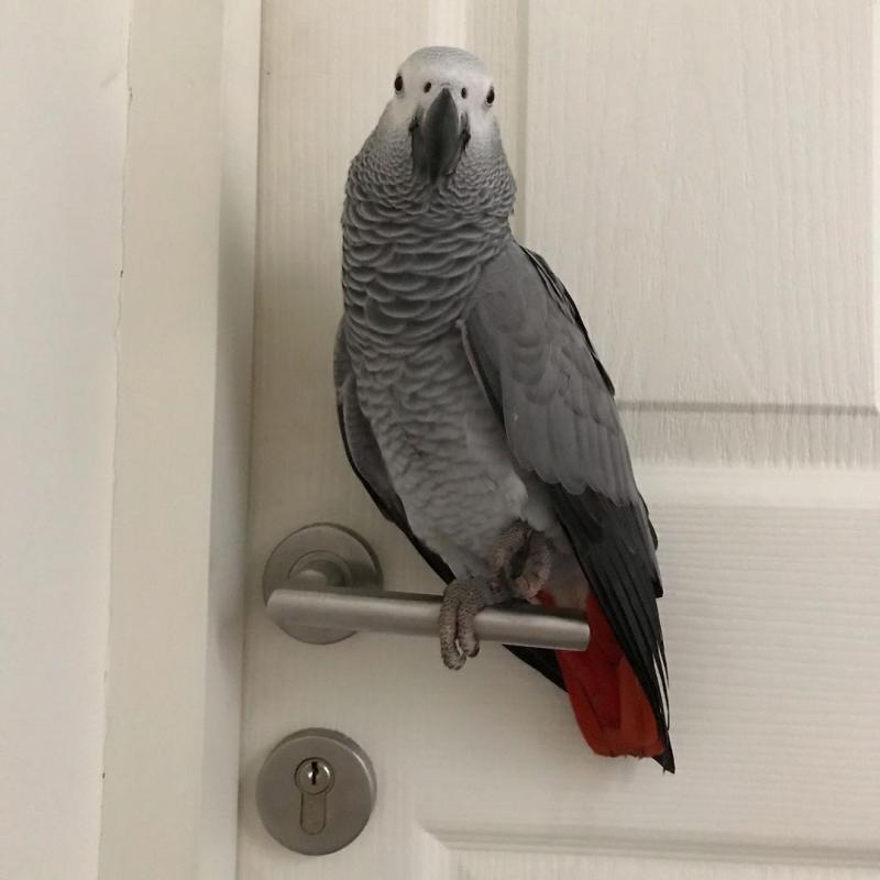 African Grey parrots for adoption (ceva41016@gmail.com) Image eClassifieds4u