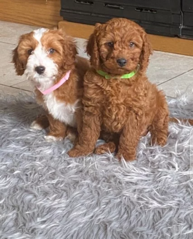 Cavapoo puppies for adoption❤️ Image eClassifieds4u