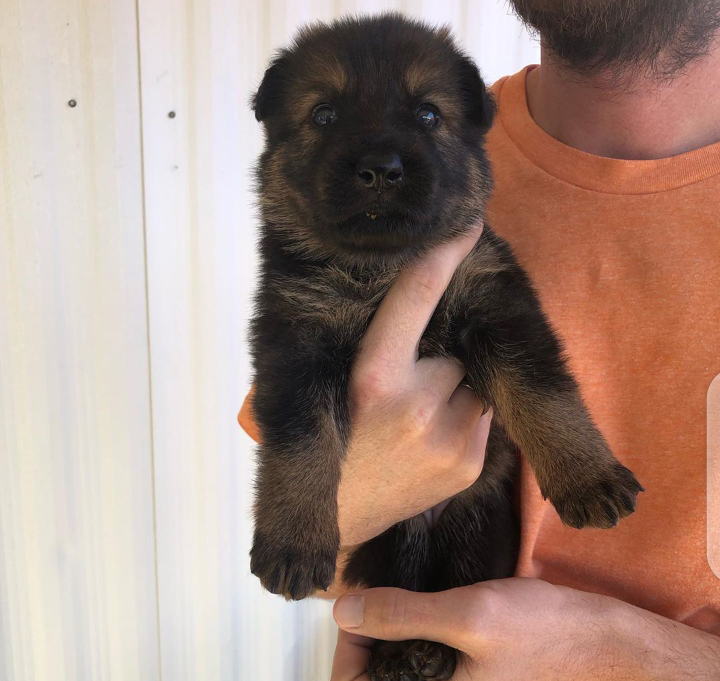 German Shepard pups for adoption Image eClassifieds4u