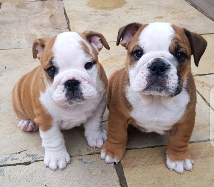 Gorgeous English Bulldog puppies available Image eClassifieds4u