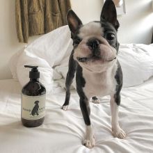 Boston Terrier puppies for adoption Image eClassifieds4U