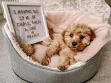 we have adorable Cavapoo puppies for adoption✿✿ Image eClassifieds4u 2