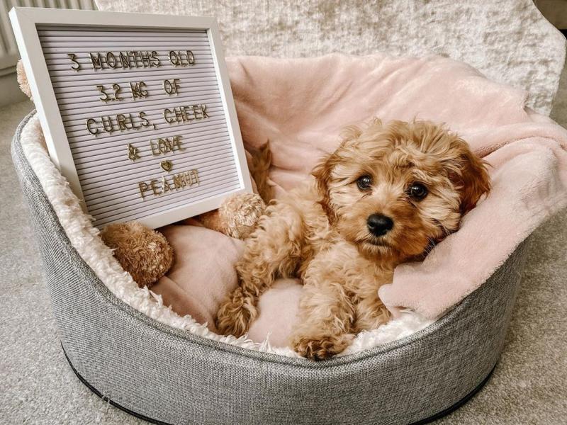 we have adorable Cavapoo puppies for adoption✿✿ Image eClassifieds4u