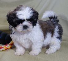 Outstanding Shih tzu puppies