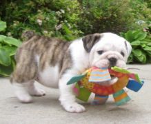 Adorable lovely Male and Female English Bulldog Puppies for adoption