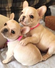 Cute lovely Male and Female French Bulldog Puppies for adoption