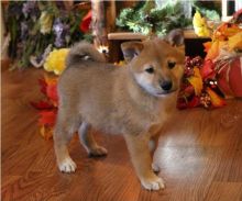 Excellence lovely Male and Female Shiba Inu Puppies for adoption