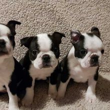 Fantastic Boston Terriers Puppies Male and Female for adoption