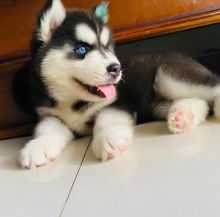 FREE Blue-Eyed, Black and white SIBERIAN HUSKY Puppies (vincenzohome88@gmail.com)