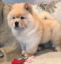 Perfect lovely Male and Female Chow Chow Puppies for adoption