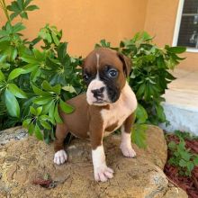 Wonderful lovely Male and Female Boxer Puppies for adoption