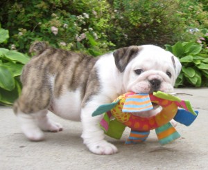 Adorable lovely Male and Female English Bulldog Puppies for adoption Image eClassifieds4u