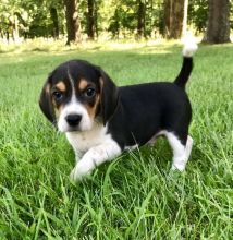 Adorable lovely Male and Female Beagle Puppies for adoption Image eClassifieds4u 1