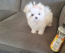 Excellence lovely Male and Female Maltese Puppies for adoption Image eClassifieds4u 1