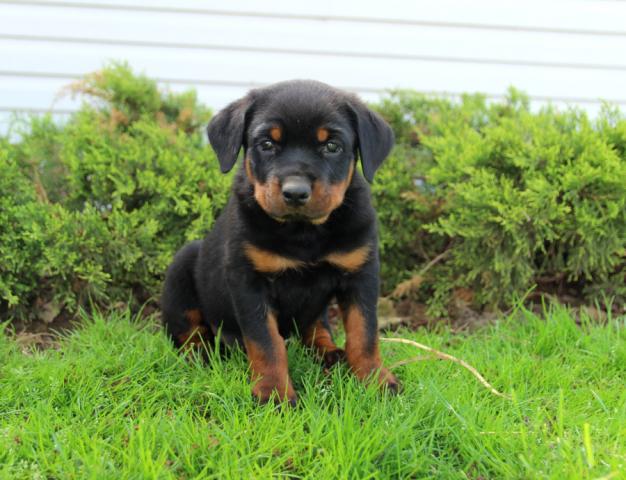 💕Delivery possible🌎 Male and Female Rottweiler Puppies available for adoption Image eClassifieds4u