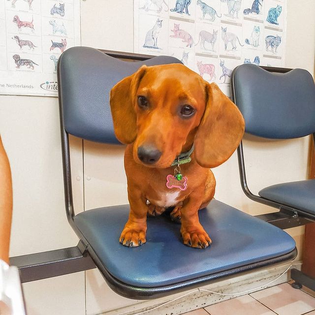 Healthy Male and Female Dachshund Puppies For Adoption Image eClassifieds4u