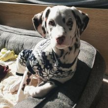 Cute Dalmatian puppies