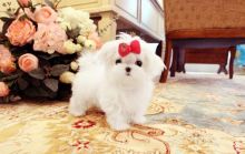 Cute Maltese puppies ready