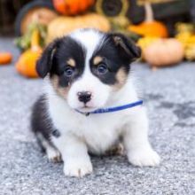 Male and Female Pembroke Welsh Corgi Puppies