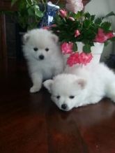 Male and Female Pomeranian puppies