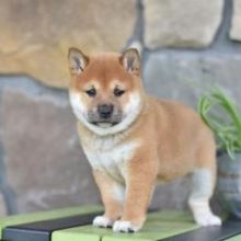 Male and female Shiba Inu puppies✿✿ Email at ⇛⇛ [brookthomas490@gmail.com]