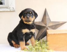 Well trained Rottweiler puppies for new homes Email at ⇛⇛ [brookthomas490@gmail.com]